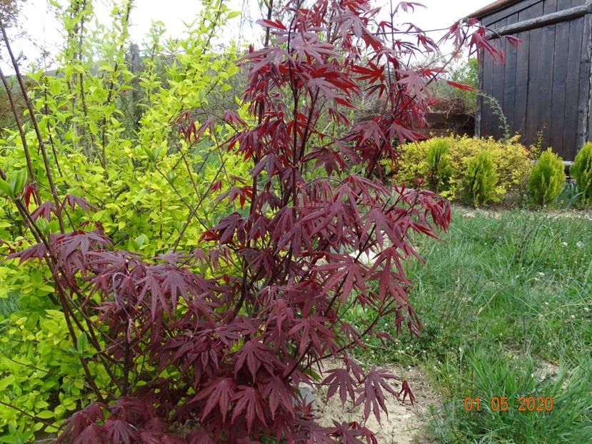 acer palmatum Trompenburg - Dobarland 2020 2
