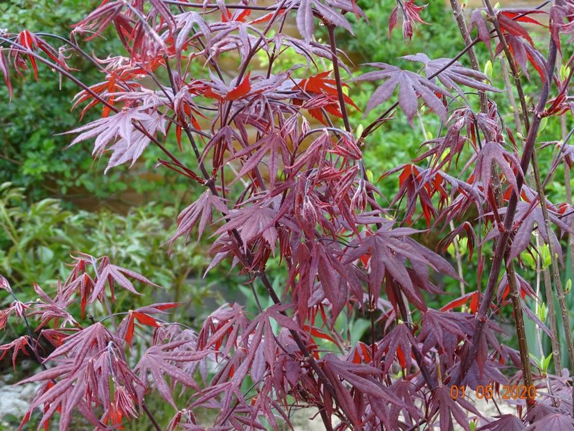 acer palmatum Trompenburg - Dobarland 2020 2