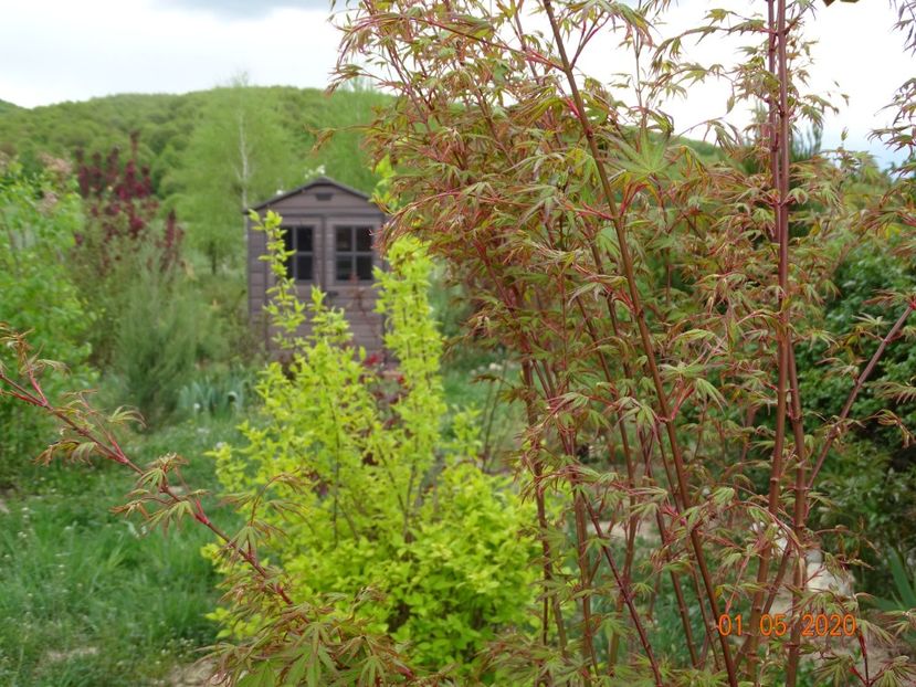 acer palmatum - Dobarland 2020 2