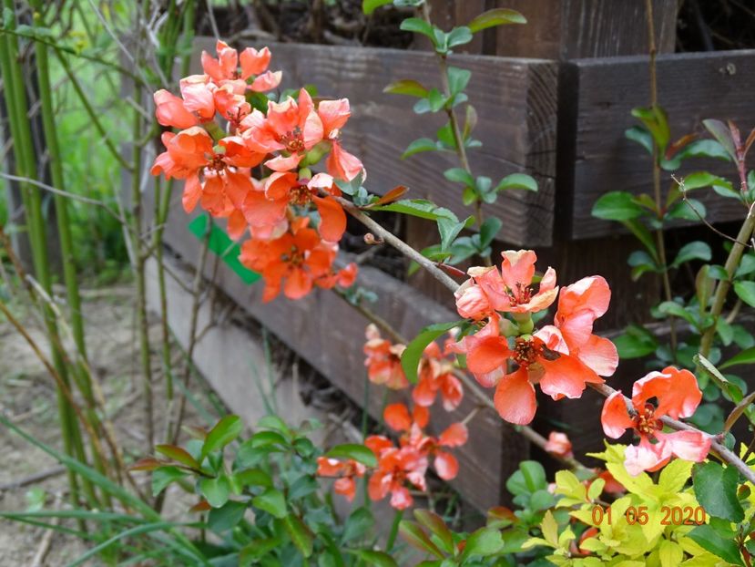 chaenomeles Salmon Horizon - Dobarland 2020 2