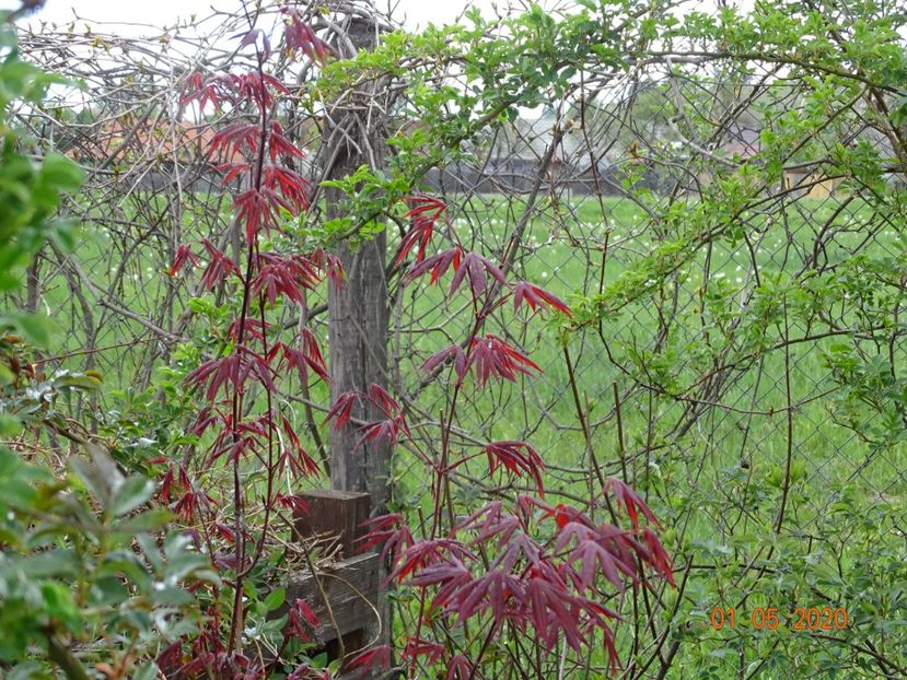 acer palmatum Atropurpureum - Dobarland 2020 2
