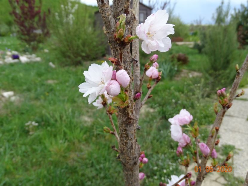 prunus Amanogawa - Dobarland 2020 2