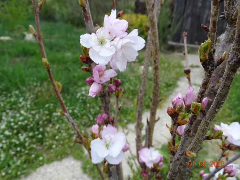 prunus Amanogawa - Dobarland 2020 2