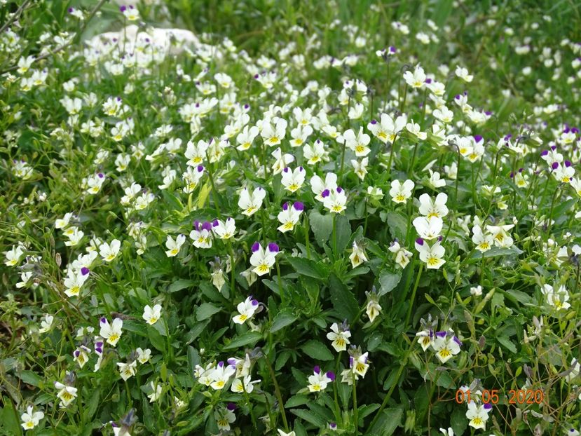 viola arvensis - Dobarland 2020 2