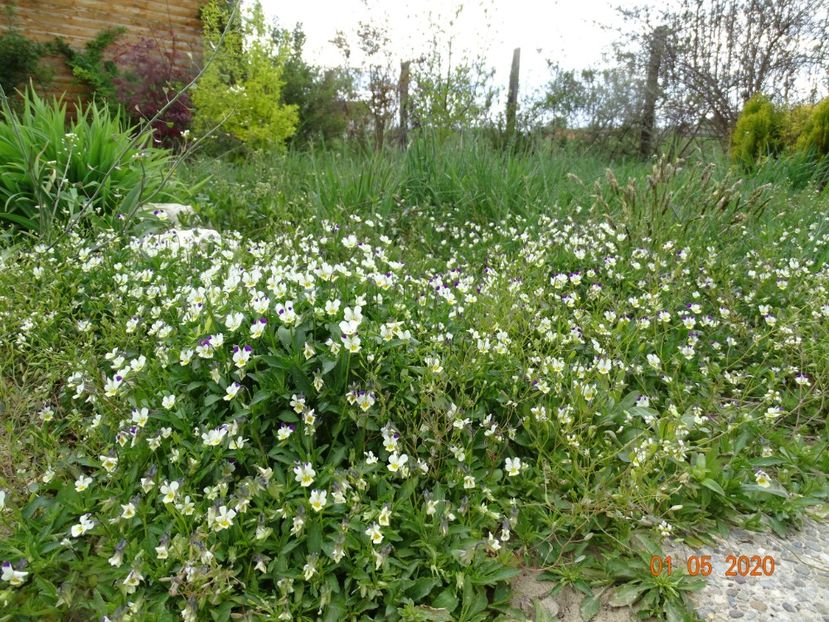 viola arvensis - Dobarland 2020 2