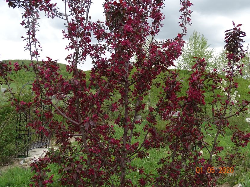 malus Royalty - Dobarland 2020 2