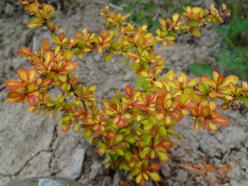 berberis Diabolicum - Dobarland 2020 2