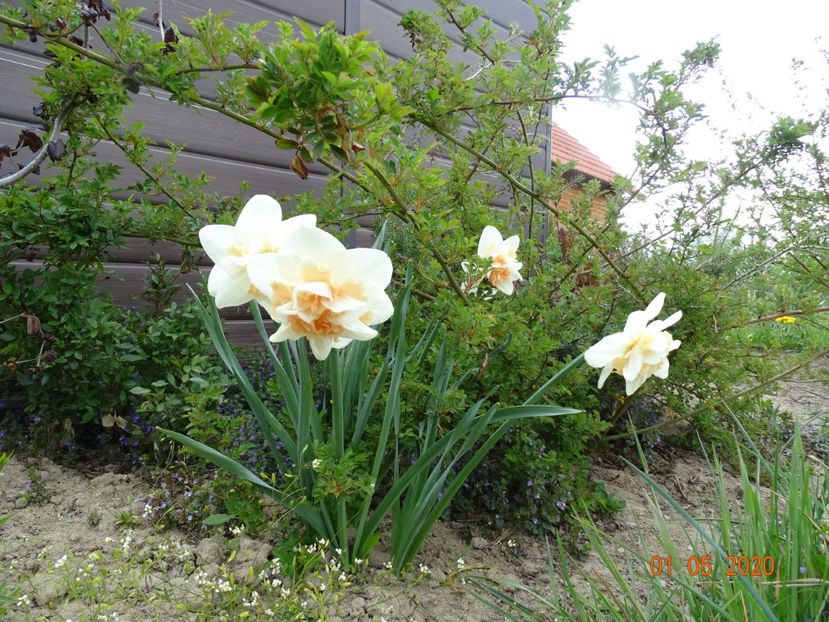 narcise Delnashaugh - Dobarland 2020 2