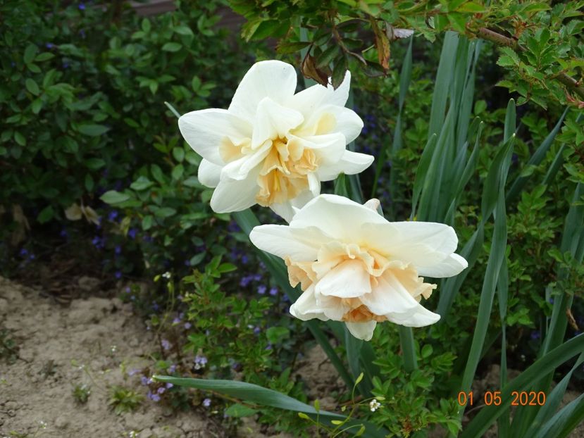 narcise Delnashaugh - Dobarland 2020 2