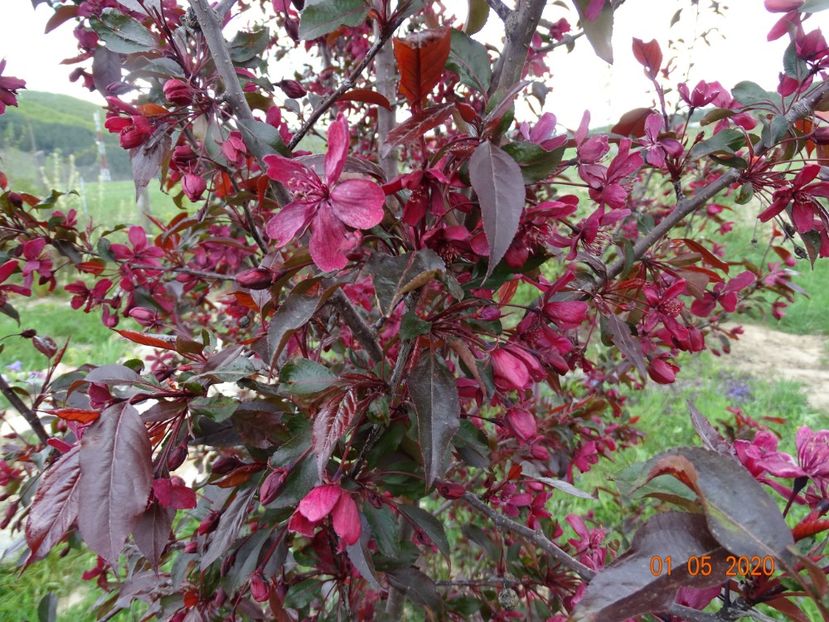 malus Royalty - Dobarland 2020 2