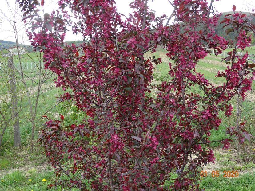 malus Royalty - Dobarland 2020 2