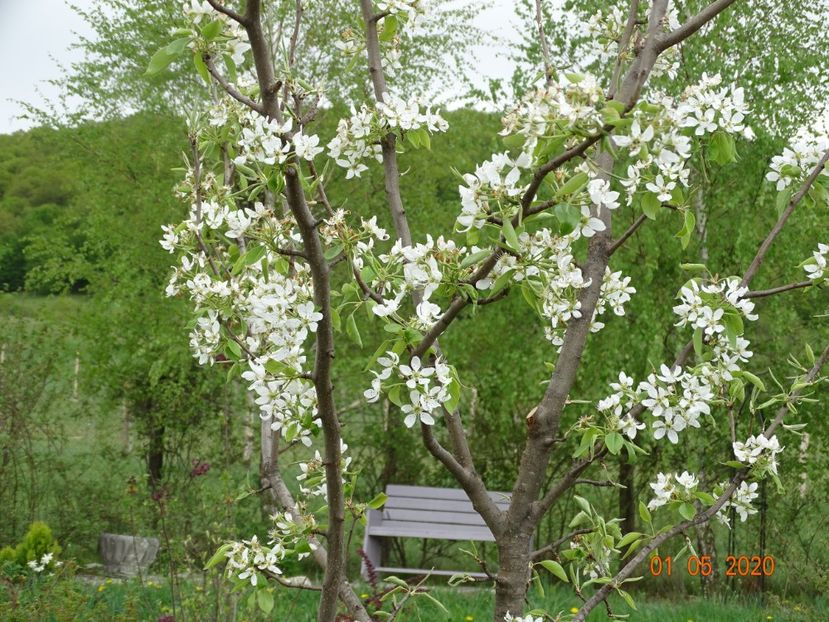 par Untoasa Bosc - Dobarland 2020 2