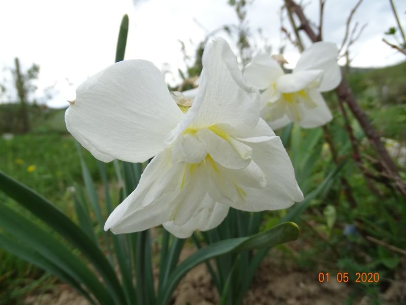 narcise Lemon Beauty - Dobarland 2020 2