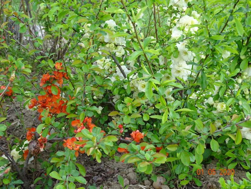 chaenomeles Yukigoten si Clementine - Dobarland 2020 2