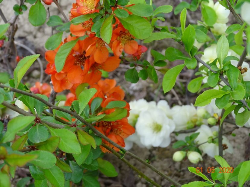 chaenomeles Clementine - Dobarland 2020 2