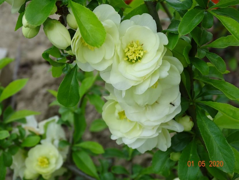 chaenomeles Yukigoten - Dobarland 2020 2