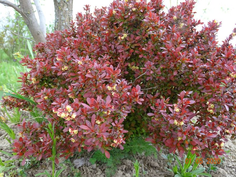 berberis Admiration - Dobarland 2020 2