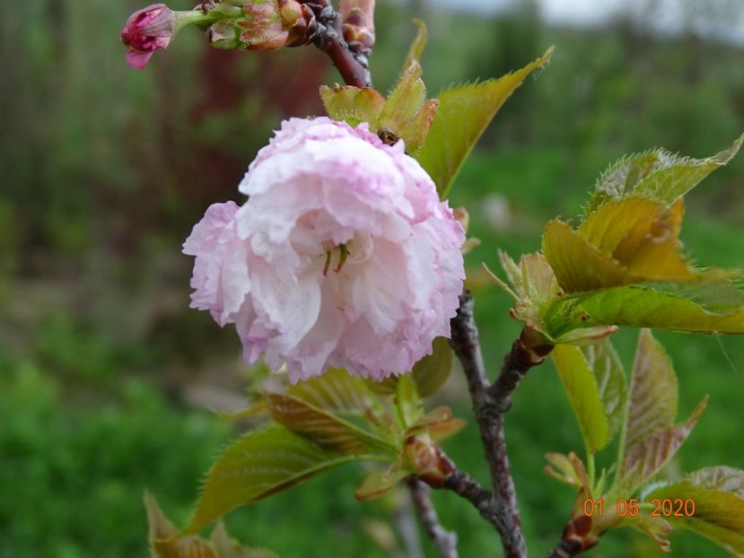 prunus Pink Perfection - Dobarland 2020 2