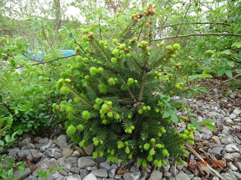 picea Will's Zwerg - Dobarland 2020 2