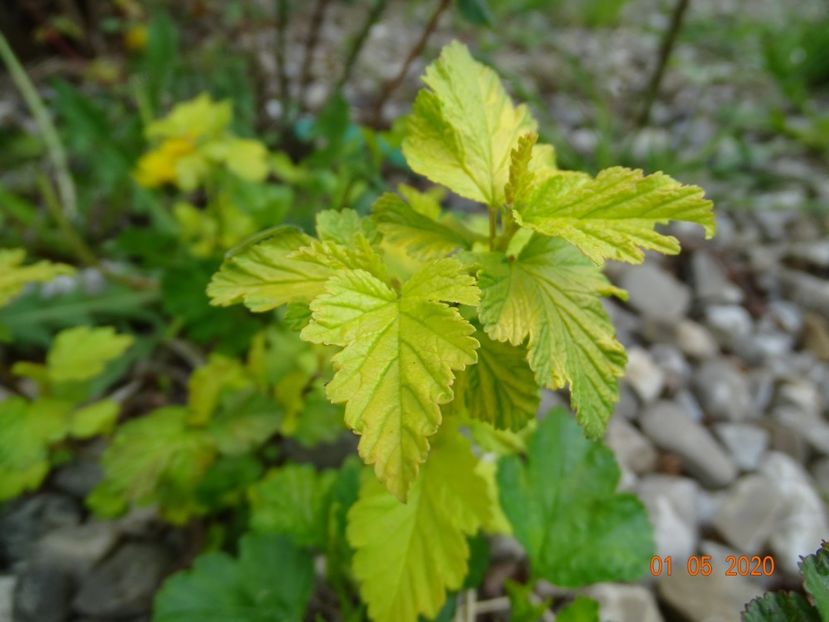 pui physocarpus - Dobarland 2020 2