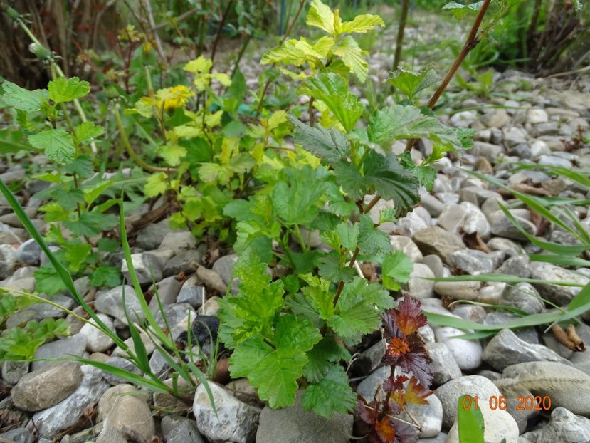 pui physocarpus - Dobarland 2020 2