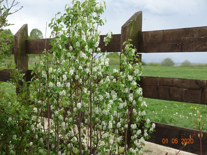 amelanchier Obelisk - Dobarland 2020 2
