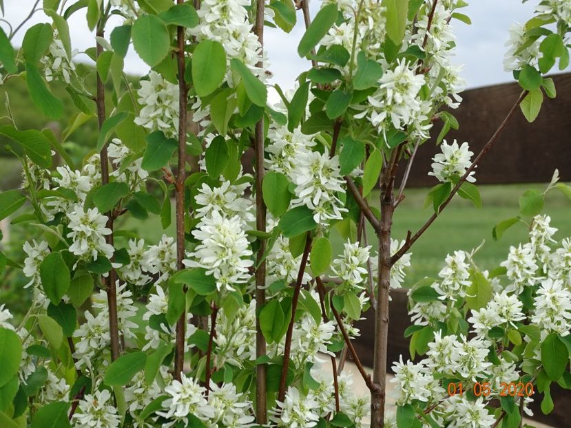 amelanchier Obelisk - Dobarland 2020 2