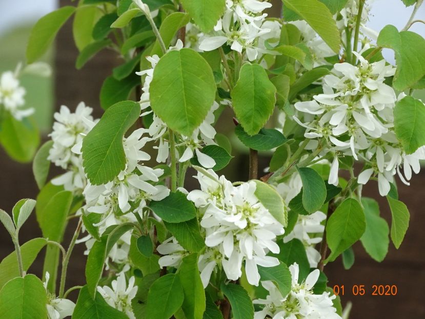 amelanchier Obelisk - Dobarland 2020 2