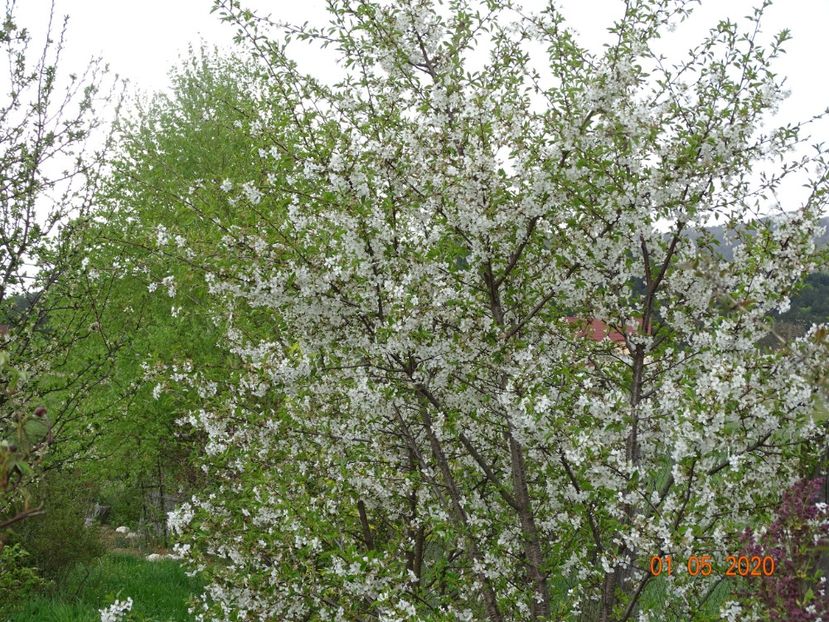 visin - Dobarland 2020 2