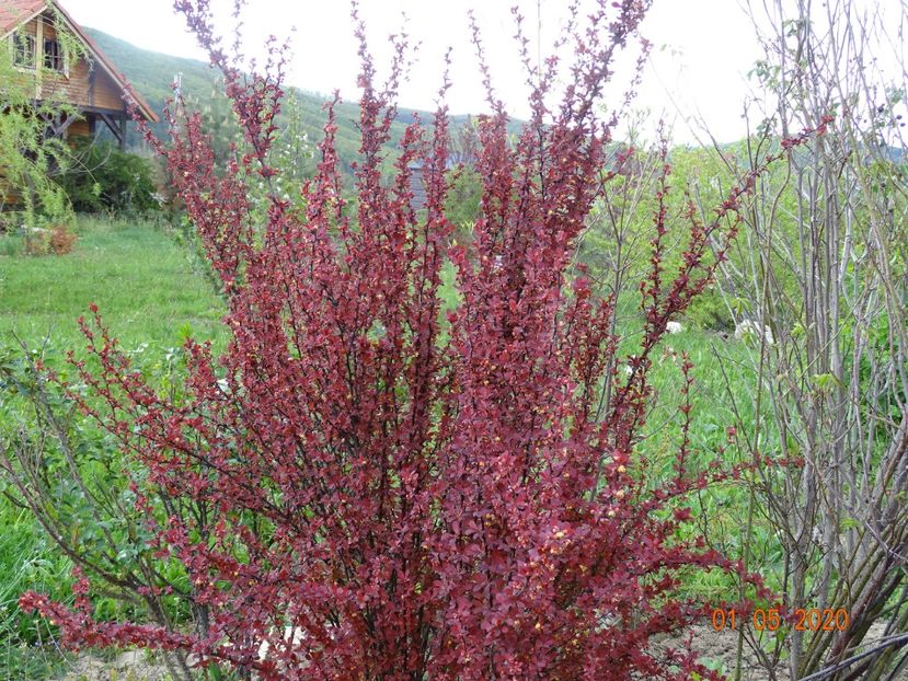 berberis Orange Rocket - Dobarland 2020 2