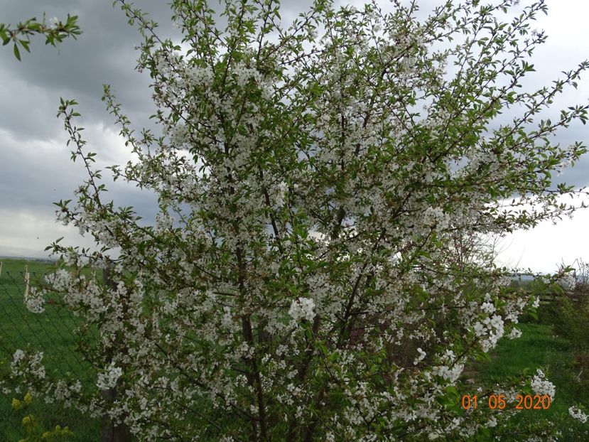 visin - Dobarland 2020 2