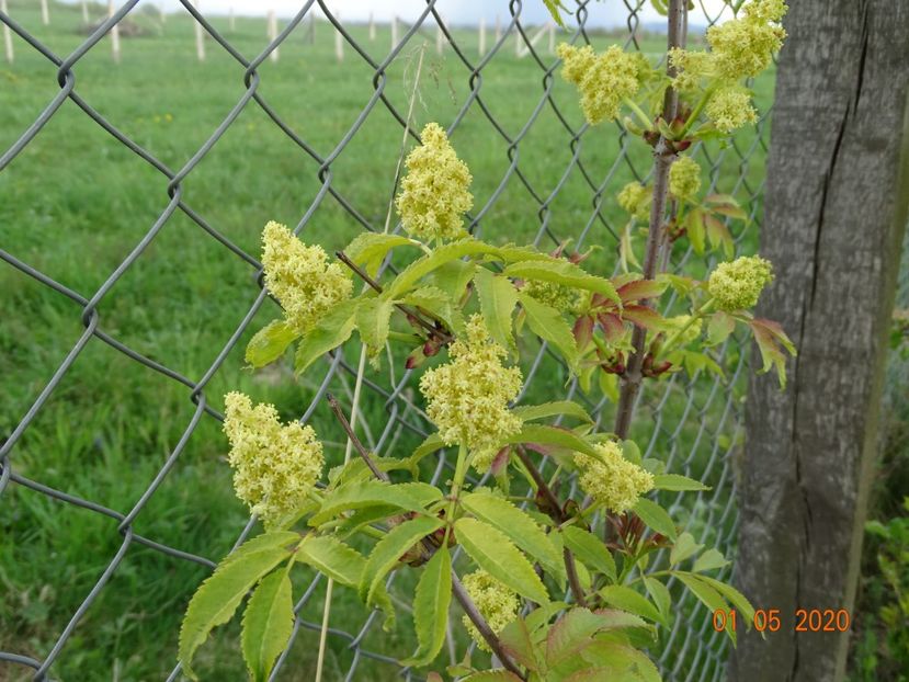 sambucus Sutherland Gold - Dobarland 2020 2
