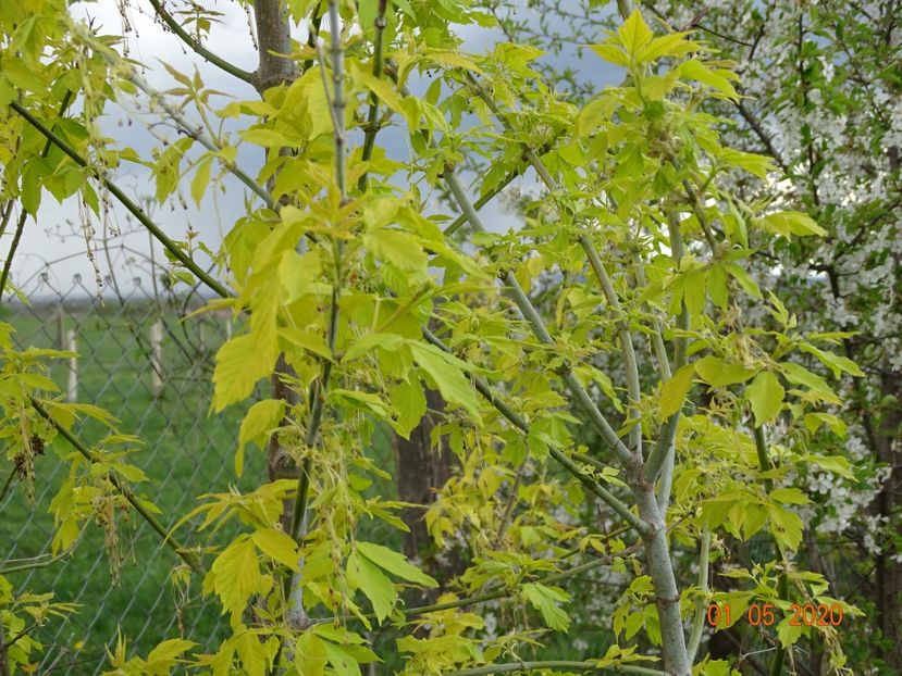 acer negundo Kelly's Gold - Dobarland 2020 2