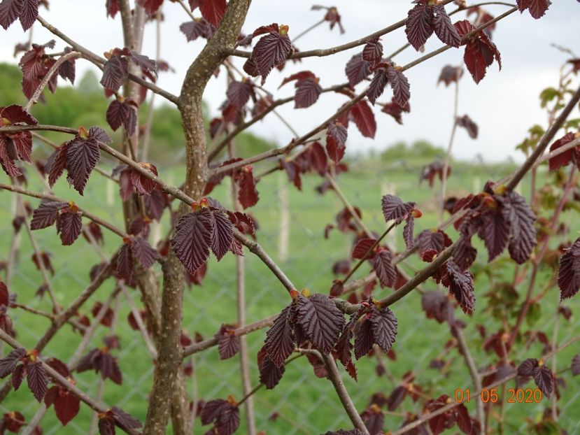 corylus maxima Purpurea - Dobarland 2020 2