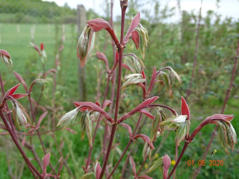 acer palmatum Osakazuki - Dobarland 2020 2