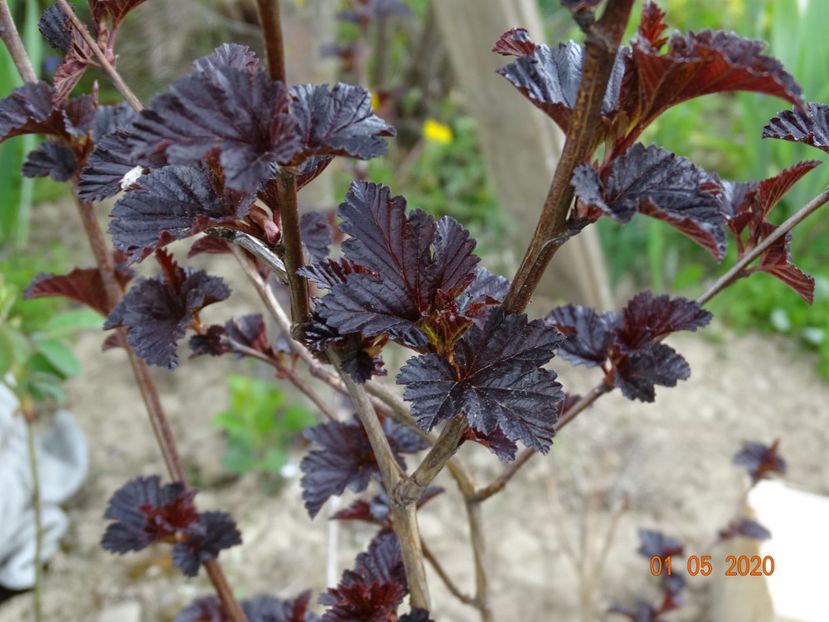 physocarpus Midnight - Dobarland 2020 2
