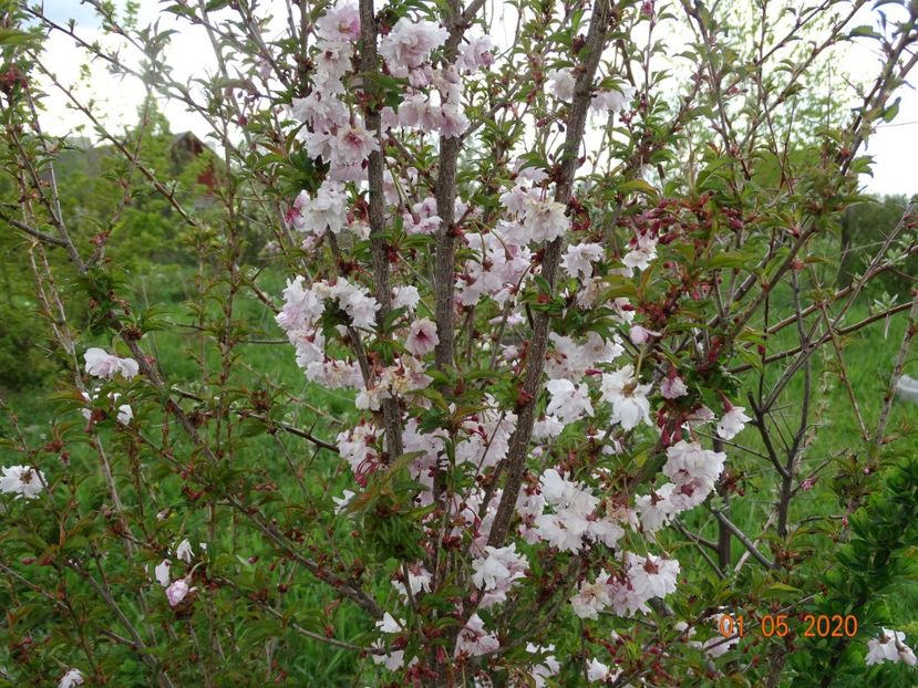 prunus incisa Mikinori - Dobarland 2020 2