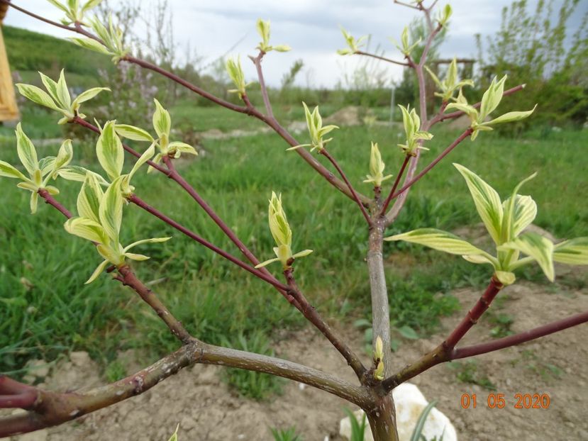 cornus controversa Variegata - Dobarland 2020 2
