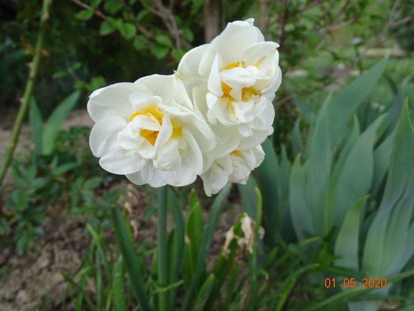 narcise Cheerfulness - Dobarland 2020 2