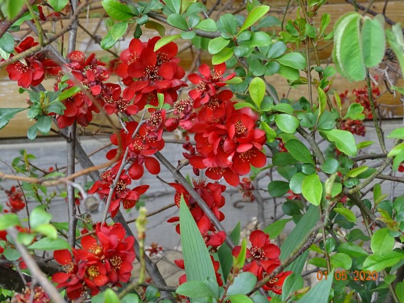 chaenomeles Crimson and Gold - Dobarland 2020 2
