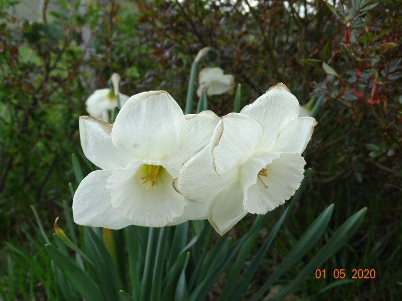 narcise Frosty Snow - Dobarland 2020 2