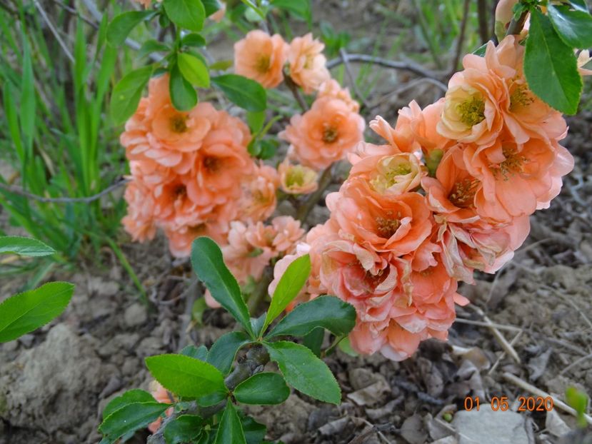 chaenomeles Cameo - Dobarland 2020 2