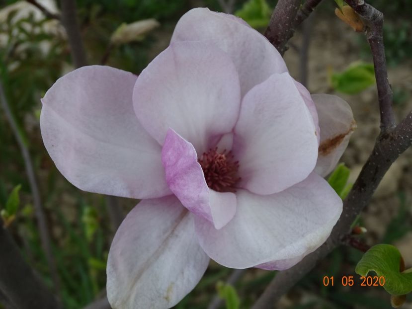 magnolia Rustica Rubra - Dobarland 2020 2