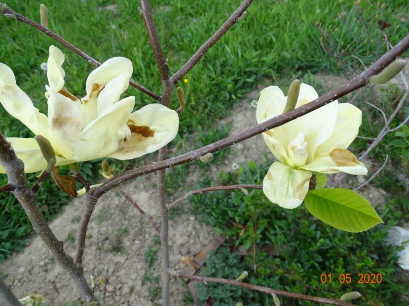 magnolia Yellow Lantern - Dobarland 2020 2