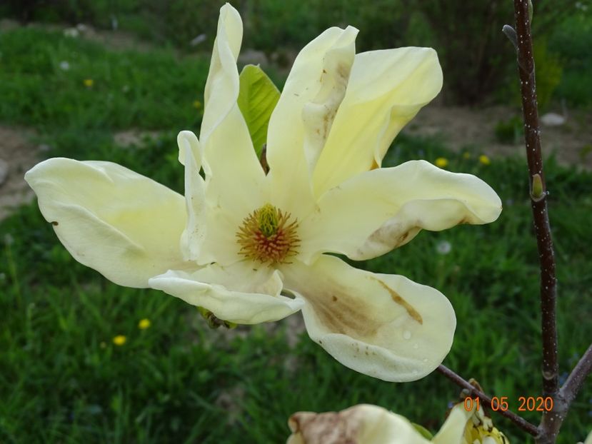 magnolia Yellow Lantern - Dobarland 2020 2