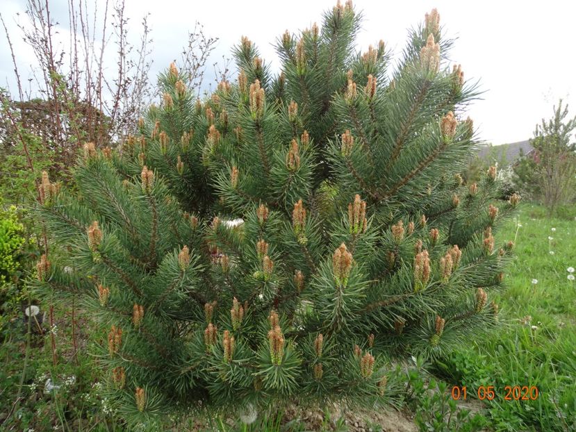 pinus Watereri - Dobarland 2020 2
