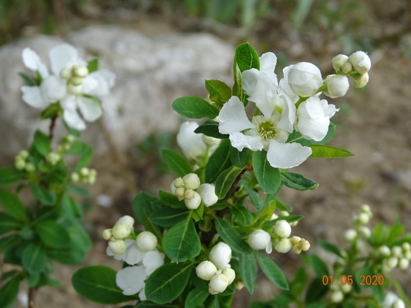 exochorda Magical Springtime - Dobarland 2020 2