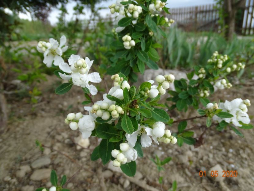 exochorda Magical Springtime - Dobarland 2020 2