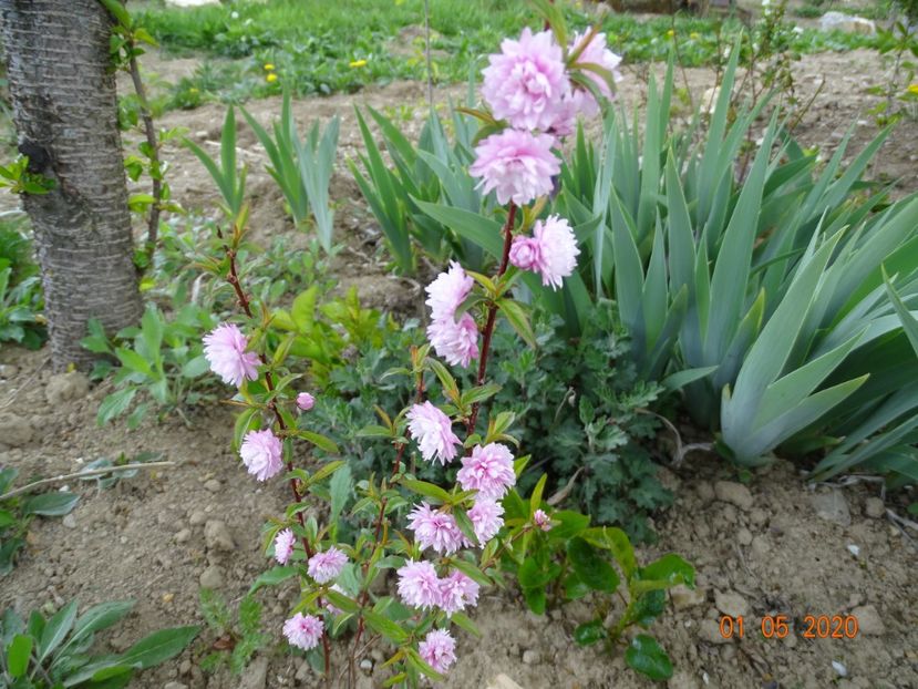 prunus gland. Rosea Plena - Dobarland 2020 2