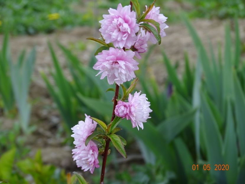 prunus gland. Rosea Plena - Dobarland 2020 2